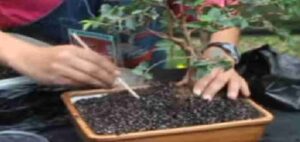 Como sembrar un bonsái