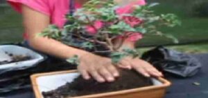 Como sembrar un bonsái